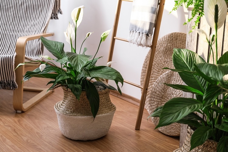 Peace Lily
