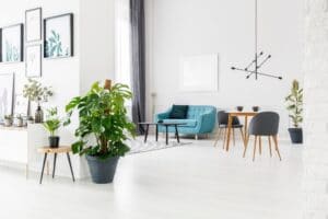 Best Houseplants For Your City Apartment
